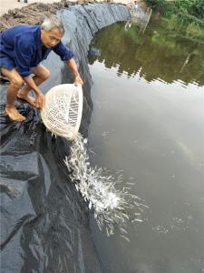 白烏魚(yú)魚(yú)苗